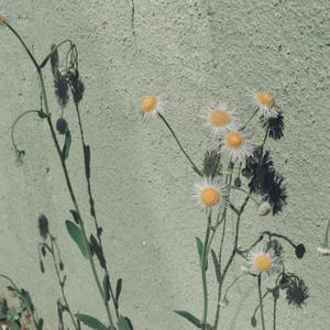 肥岳虎狼之年的原文及注释
